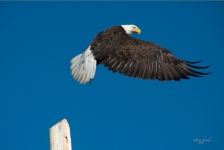 Bald Eagle, Atlin British Columbia Canada